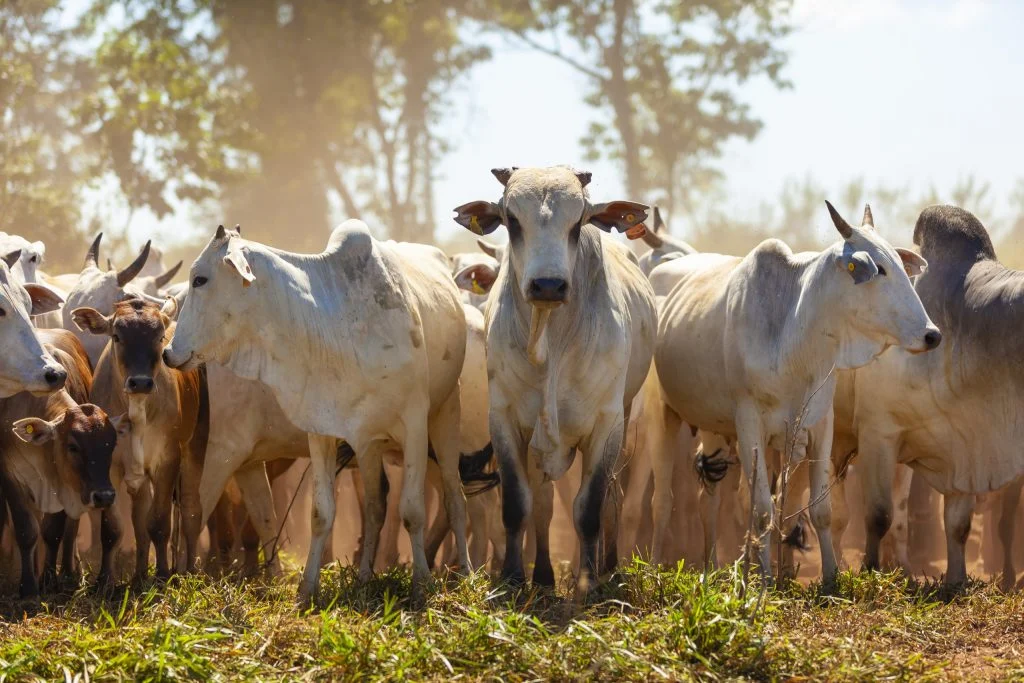 Na imagem, há um grupo de bovinos em uma pastagem a céu aberto, com vacas, bezerros e bois.