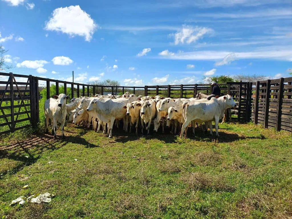 Na imagem, há um grupo de bovinos em uma pastagem a céu aberto, agrupados em um espaço dentro de uma cerca.
